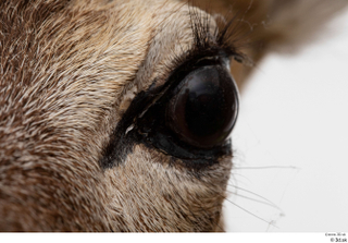 European roe deer eye 0002.jpg